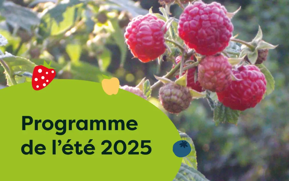 Programme de l’été 2025